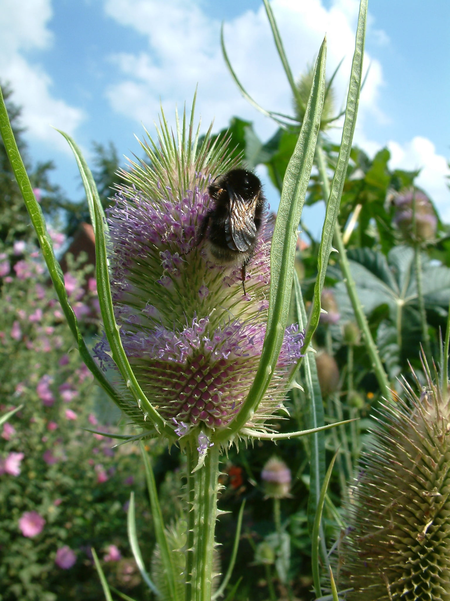 Bloeiende kaardenbol met hommel in de zon