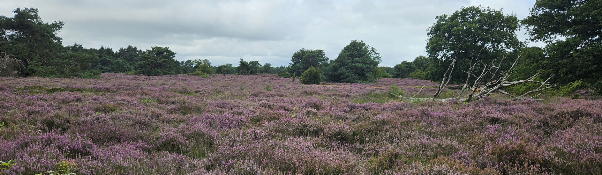 Bloeiende paarse heide met bomen op de achtergrond bij Zwolle